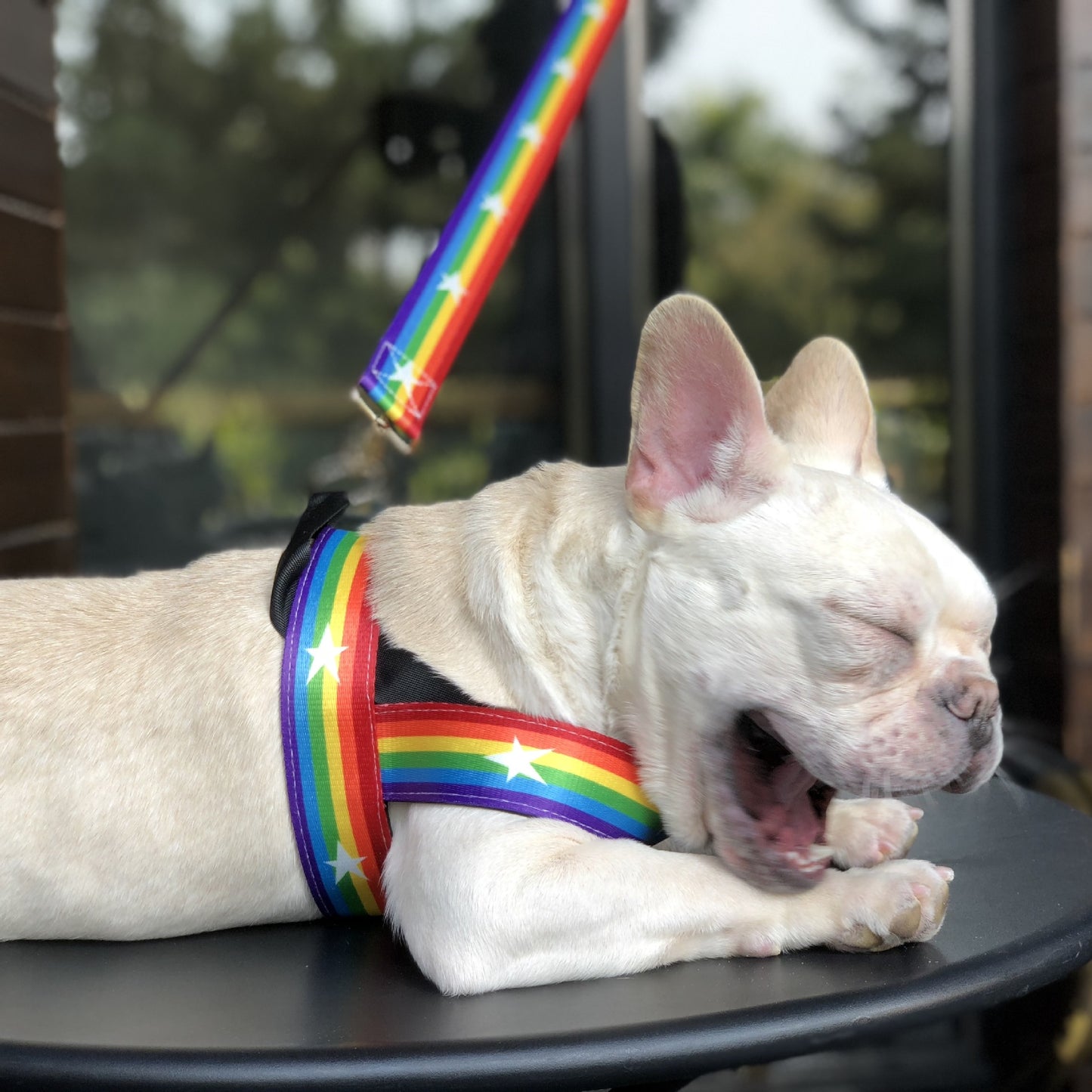 Rainbow Dog Harness & Leash Set – Colorful and Stylish