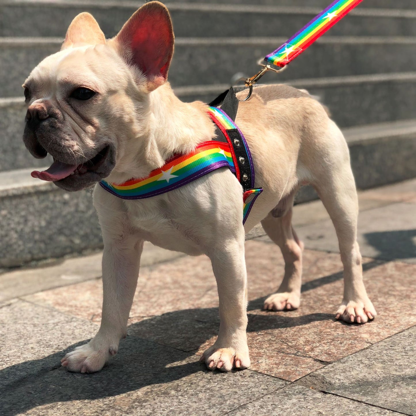 Rainbow Dog Harness & Leash Set – Colorful and Stylish