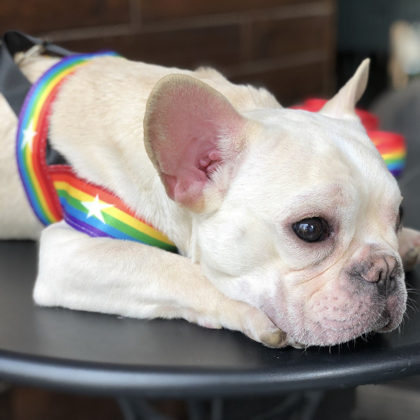 Rainbow Dog Harness & Leash Set – Colorful and Stylish