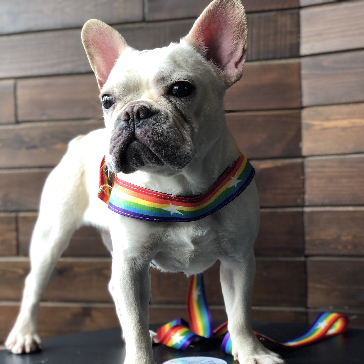 Rainbow Dog Harness & Leash Set – Colorful and Stylish